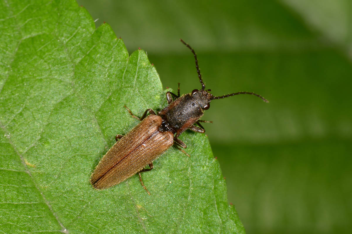 Elateridae: Athous bicolor?